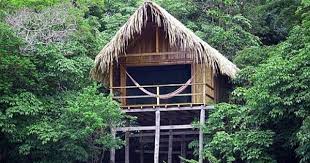 Jungle Tree House Lodge Amazon Rainforest River Bungalows In Jungle House Tree House Cool Tree Houses