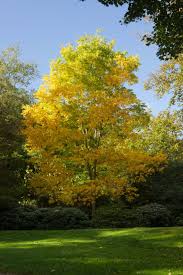 Image result for Carya illinoinensis