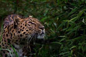 Close To Extinction Critically Endangered Animals May 24 2018 Amur Leopard Found In The Russian Far East Endangered Animals Amur Leopard Animal Species