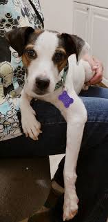 Medvet medical & cancer centers for pets is participating in the acvo®/stokesrx™ national service animal eye exams by providing complimentary screenings to service dogs the entire. Barely Used Pets In Ohio A Hale Pet Door Rescue Rewards Partner Pet Door Pets Dogs