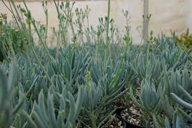 Image result for Senecio greenwayi