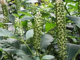 Image result for Hilleria latifolia