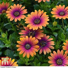 The base of the stem may turn brown and crack. Osteospermum Purple Sun Thompson Morgan