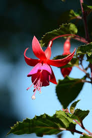 Fuchsie Fuchsia 6069 Ballerina Flower Flowers Fuchsia