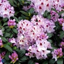 Maybe you would like to learn more about one of these? Hardy To 25 F Degrees Rhododendron English Roseum Quart Size Plant Will Grow To Seven Feet Tall Large Purple To Pink Blooms Home Living Plants Kromasol Com