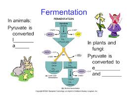 We did not find results for: Biology 3a Respiration Ppt Download