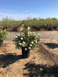 Image result for Polycarpaea prostratum