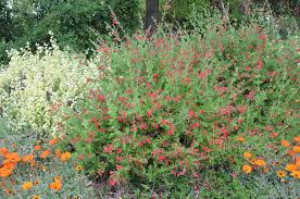 Image result for Cienfuegosia gerrardii