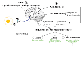 Chez certains patients on constate qu'une fragmentation du sommeil la prolactine est particulièrement sécrété la nuit de sommeil et nocturne. Lumiere Sante