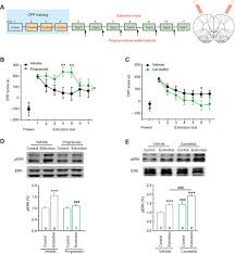 Du mardi au vendredi de 8h30 à 12h30. B Arrestin Biased B Adrenergic Signaling Promotes Extinction Learning Of Cocaine Reward Memory Science Signaling