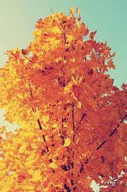 Colorful Autumn Tree Leaves Iphone 6 Plus Hd Wallpaper Tumblr Iphone Wallpaper Nature Iphone Wallpaper Beautiful Nature Wallpaper