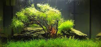 The tank dimensions are 15.5 x 12.5 x 11.75 inches. Gardening For The Nano Aquascape Tropical Fish Hobbyist Magazine