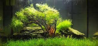 Choosing the best fish and shrimp for iwagumi tank. Gardening For The Nano Aquascape Tropical Fish Hobbyist Magazine