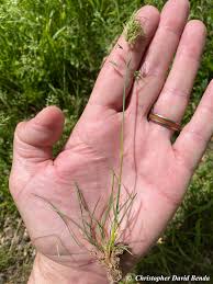 Image result for Poa schimperiana