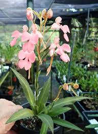 Image result for Habenaria perpulchra