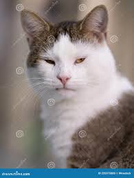 Grumpy White and Brown Cat