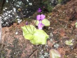 Image result for Lentibulariaceae