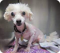 Find 295 listings related to second chance animal rescue in rahway on yp.com. Oak Ridge Nj Maltese Meet Elfie A Dog For Adoption Dog Adoption Pets Adoption