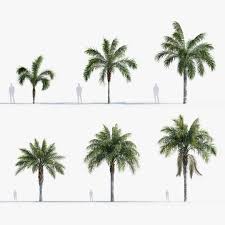 Image result for Syagrus romanzoffiana