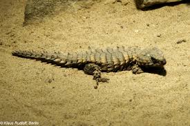 We did not find results for: Image Ouroborus Cataphractus Armadillo Girdled Lizard Biolib Cz