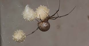 Spiders, scorpions old radio for sale. The World S Most Dangerous Spiders Warning Graphic Images Cbs News
