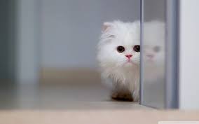 Di sini, kita bisa melihat seekor kucing yang tengah berpose keren di atas pagar di lantai atas suatu gedung. Cute Cat Computer Wallpapers Top Free Cute Cat Computer Backgrounds Wallpaperaccess