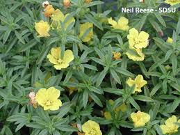 Image result for Onagraceae