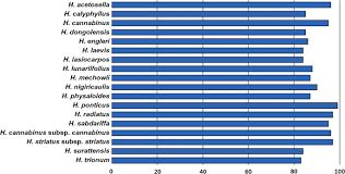 Image result for Hibiscus nigricaulis