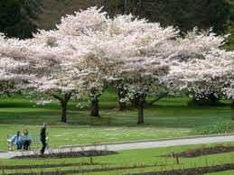 Enjoy The Beauty Of Cherry Blossoms In Taiwan Throughout The Year Spring Blooming Trees Yoshino Cherry Tree Palm Trees Painting