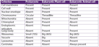 T simple epithelia contain a single layer of cells, with each cell attached to the basement membrane. Course S4 Biology