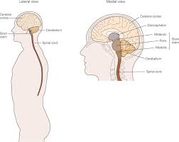 The central nervous system is composed of the brain and the spinal cord. The Organization Of The Central Nervous System Neupsy Key