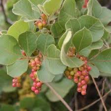 Image result for Searsia pyroides