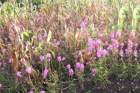 Image result for Striga hallaei