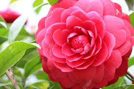 Camelia Flower Red Camellia In Full Bloom Flowers Bloom Camellia