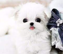 The breed can be traced back many centuries as far back as 6000 b.c. Teacup Maltese Puppies For Sale Near Me Maltese Breeders Puppies Maltese Puppies For Sale Teacup Puppies Maltese Teacup Puppies For Sale