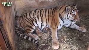 Ausmalbilder von tieren gemälde ausmalbilder kostenlos einfache malvorlagen malvorlage tiere einfach news blog. 31 Zoo Tiere Bilder Besten Bilder Von Ausmalbilder