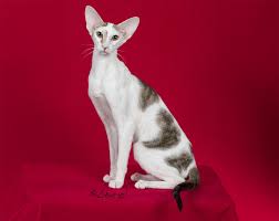 Image result for Salacia orientalis