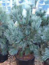 It is also called rocky mountain white pine. Nevada Zirbelkiefer Vanderwolf S Pyramid Annas Garten