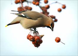This is when they may need to be removed temporarily, but never in a way that harms them. Protect Your Fruit Trees With A Dependable Bird Control Method