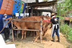 Bocoran sinopsis uttaran 29 juni 2021: Dukung Kebutuhan Daging Lamongan Kembangkan Sapi Belgian Blue Antara News Lampung