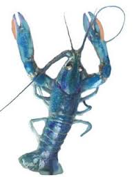 Benih ukuran kecil di bak fiber utk. Panduan Ternakan Lobster Air Tawar Teratak Maya Tempatku Lepak