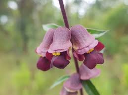 Image result for Tinnea antiscorbutica