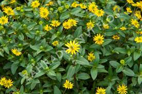 Image result for foto Vitálka