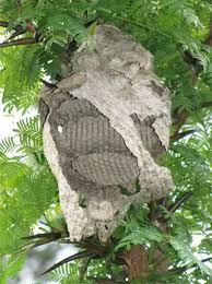 With this in mind, we at a five star termite and pest control like to elaborate on mexican honey wasps. Rochester Honey Bee Swarm Catchers List Bee Rescuers Rochester Beekeepers