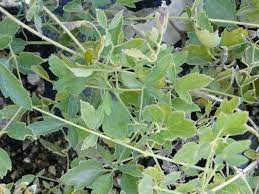 It is a woody vine with nodes every few centimeters which produce leaves and flowers. Clematis Lasiantha Pipestem Clematis