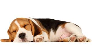 Image result for pic of dogs sleeping