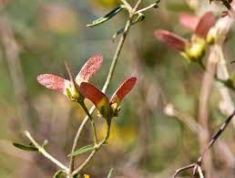 Image result for Janusia