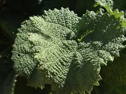 Image result for Obetia