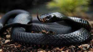 The Most Venomous Snakes In The World The Black Mamba Https Www Facebook Com Historytv18 Photos A 2636443303 Black Mamba Snake Poisonous Snakes Mamba Snake
