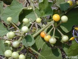 Image result for Solanum